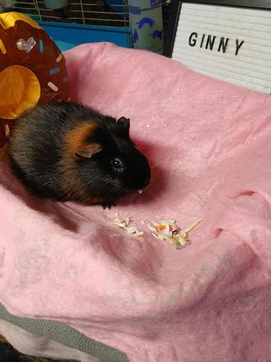 Ginny, a Adoptable Short-Haired in Dearborn, MO image 4/4