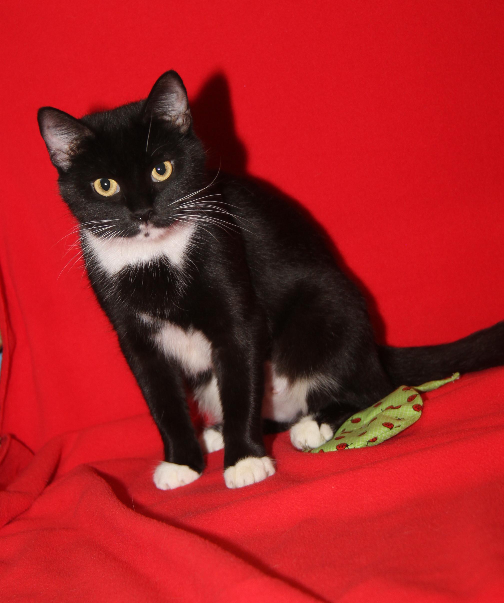 Ragatha (Spayed) (Empty-Nester) (Photos 11/21/2025)