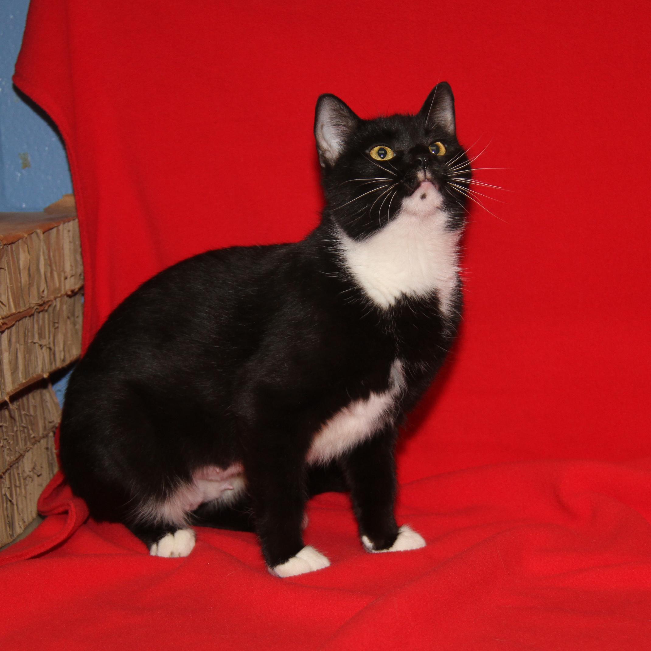 Ragatha (Spayed) (Empty-Nester) (Photos 11/21/2025)