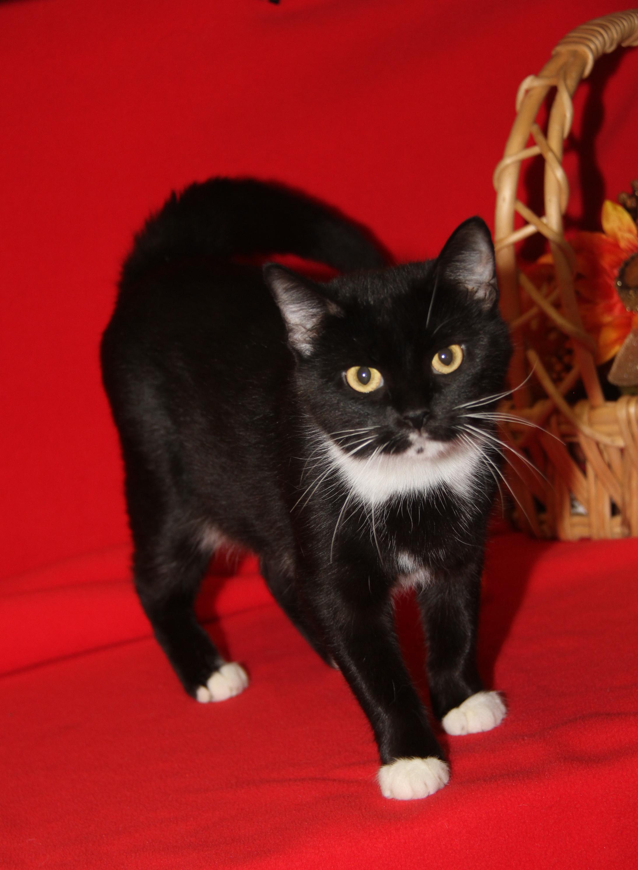 Ragatha (Spayed) (Empty-Nester) (Photos 11/21/2025)