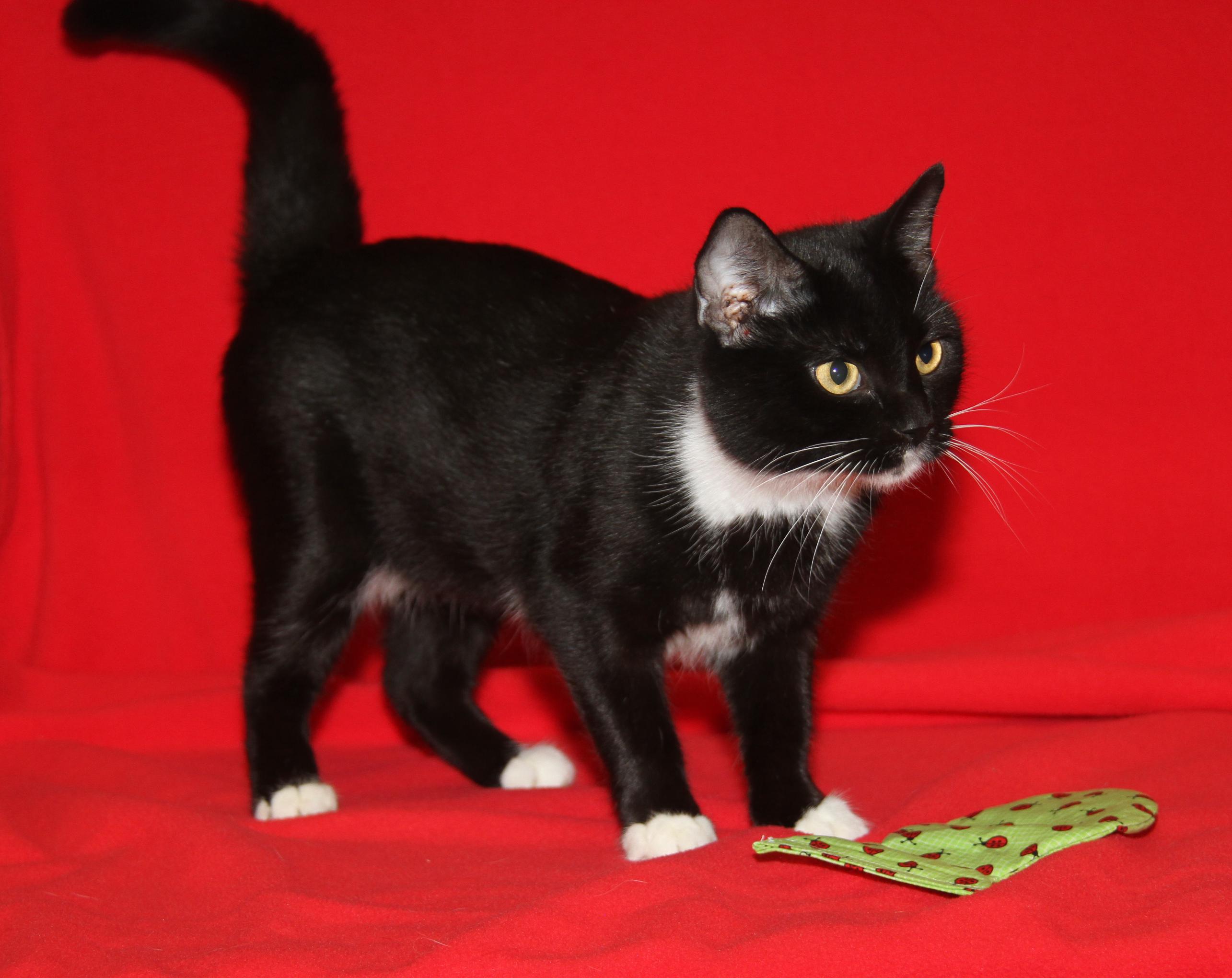 Ragatha (Spayed) (Empty-Nester) (Photos 11/21/2025)