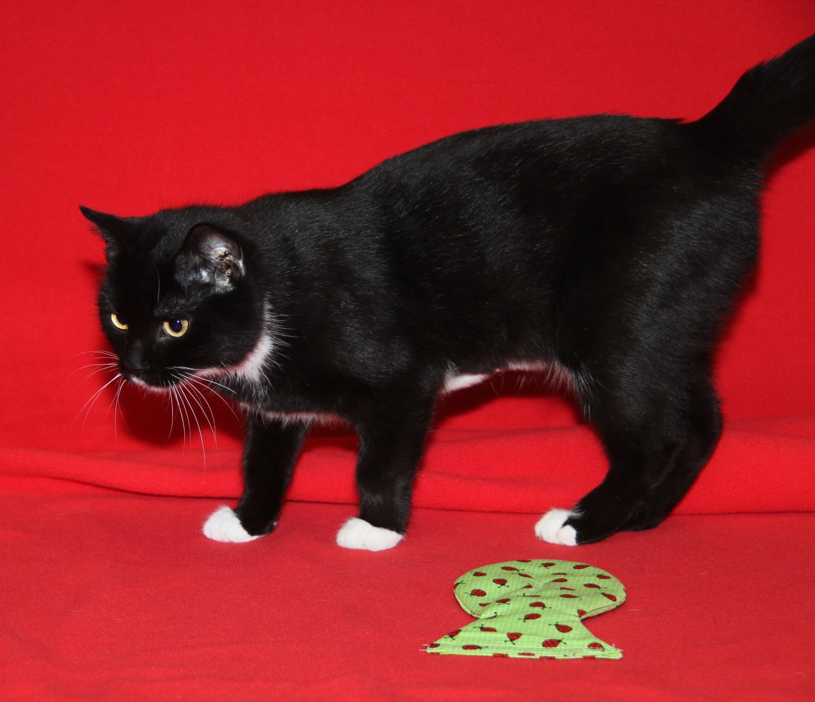 Ragatha (Spayed) (Empty-Nester) (Photos 11/21/2025)