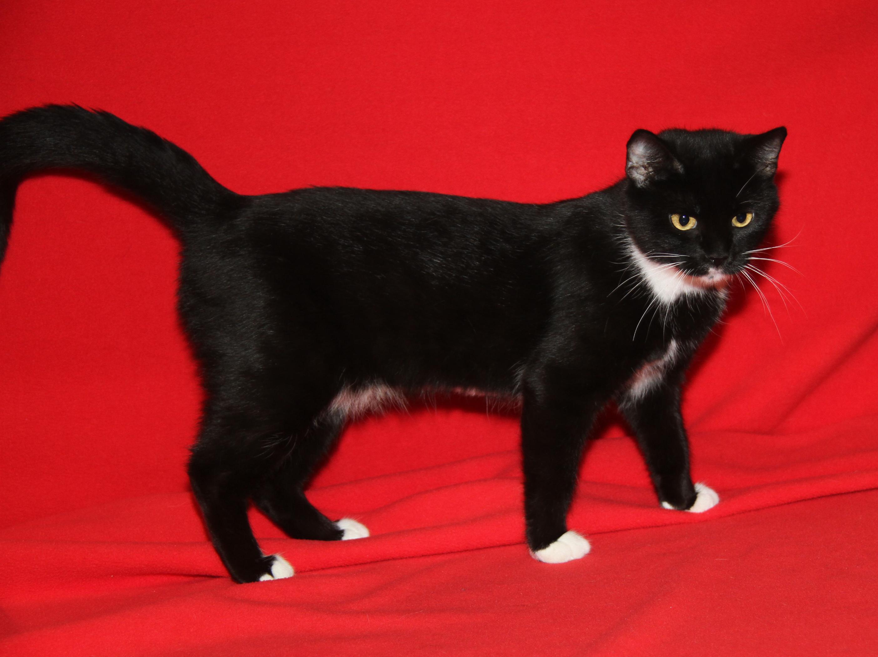 Ragatha (Spayed) (Empty-Nester) (Photos 11/21/2025)