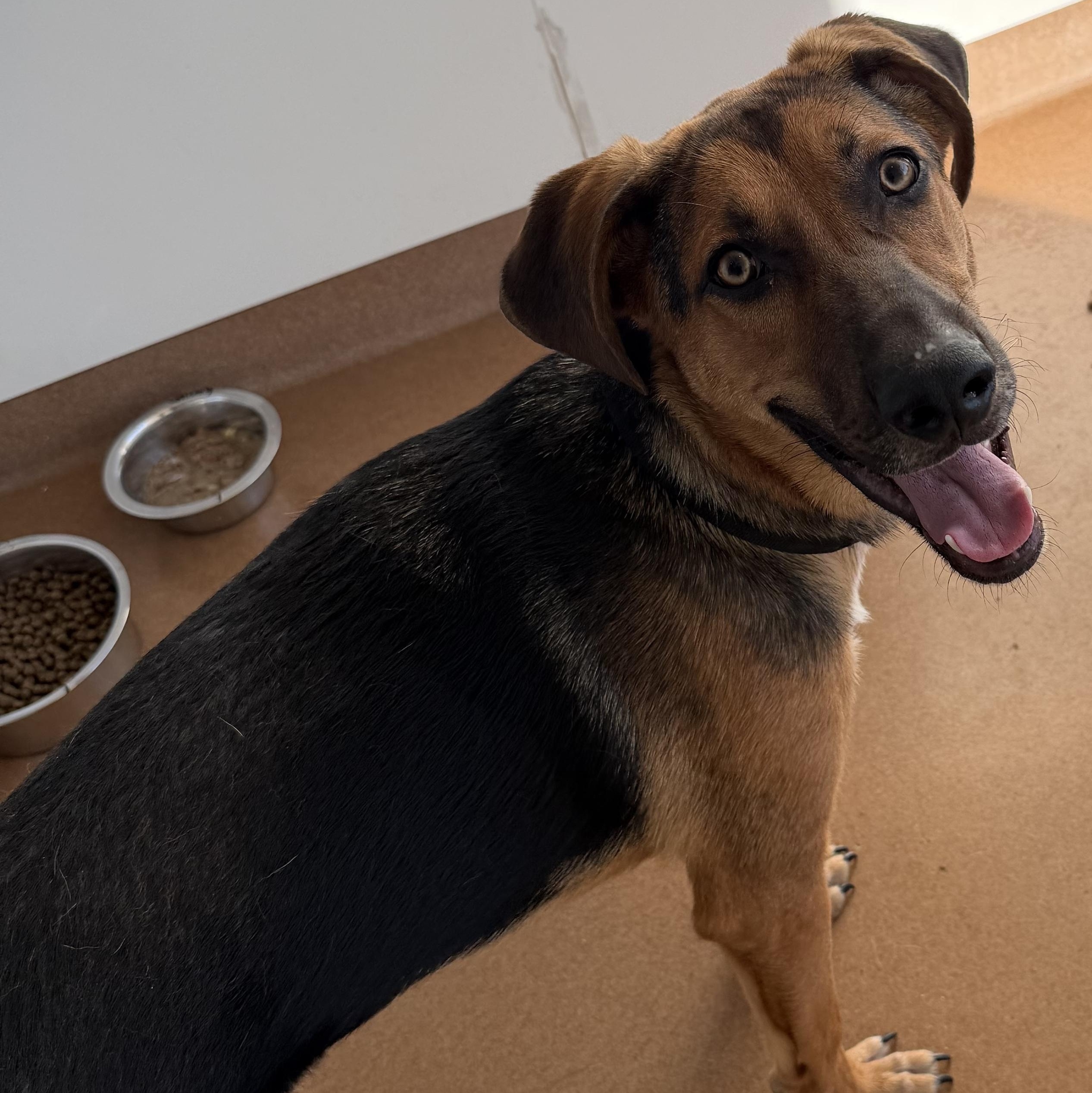 Garrison, Adoptable, Young Male Mixed Breed.