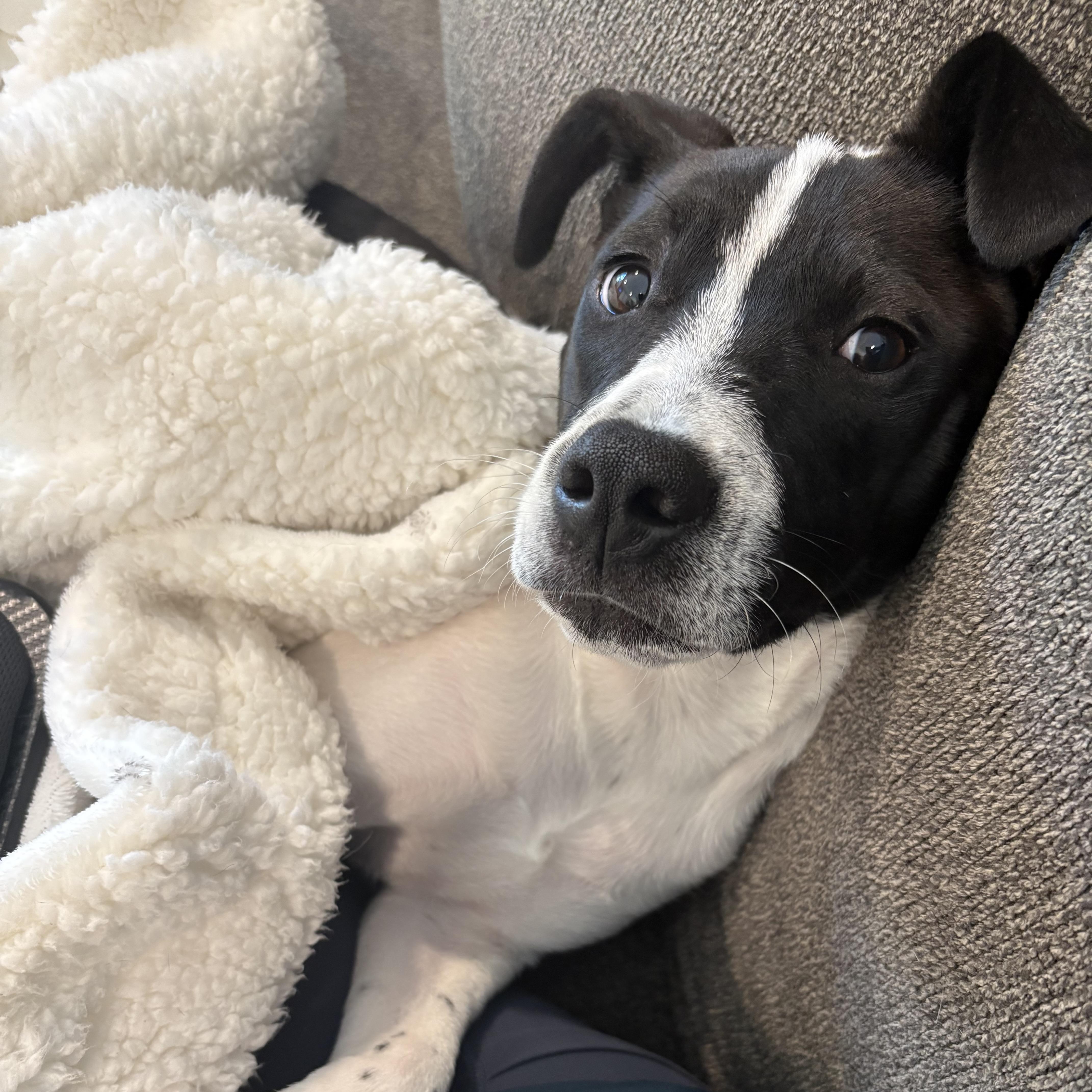 Enlarge Holler, an adopted Mixed Breed in Columbia, SC image 2/6