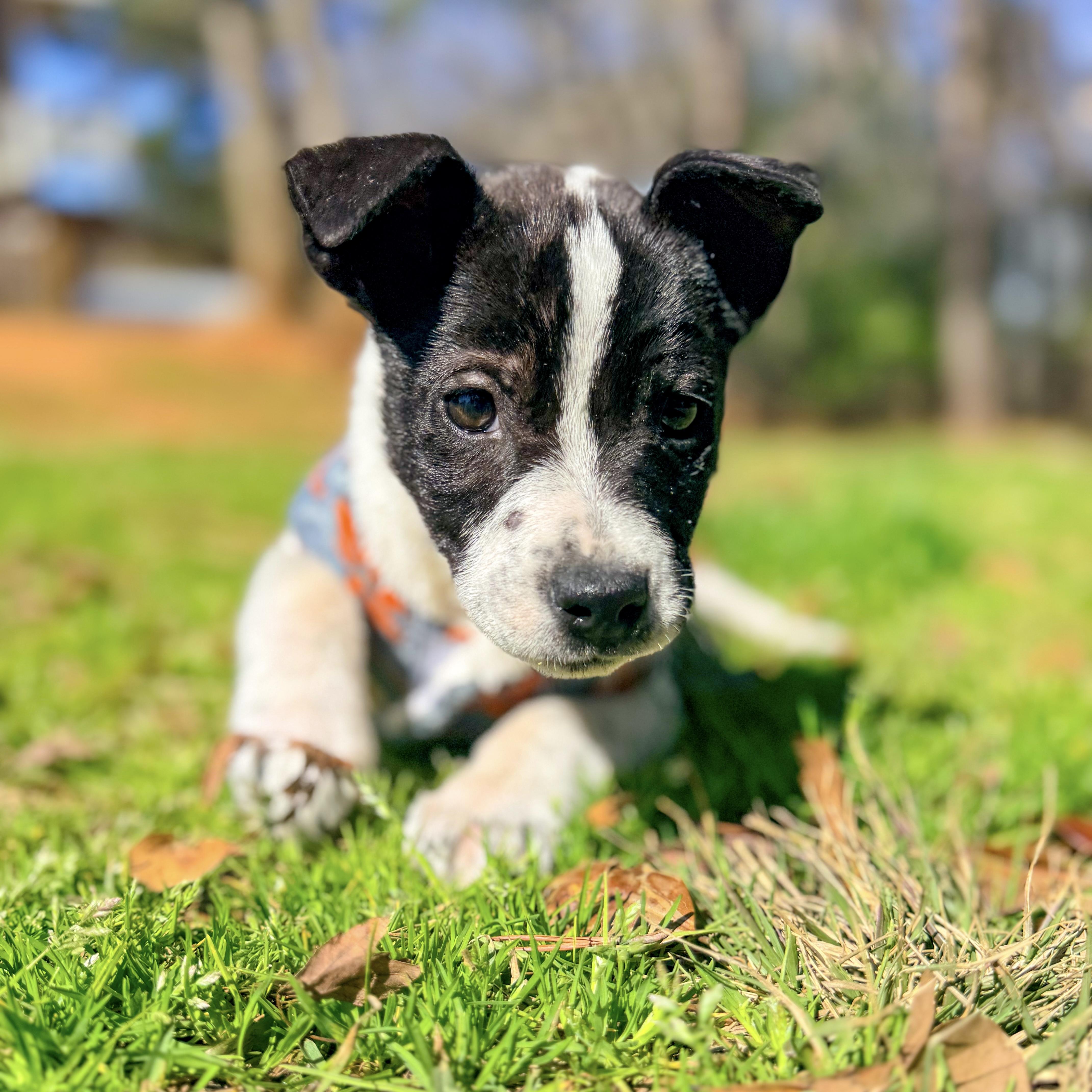 Enlarge Holler, an adopted Mixed Breed in Columbia, SC image 5/6