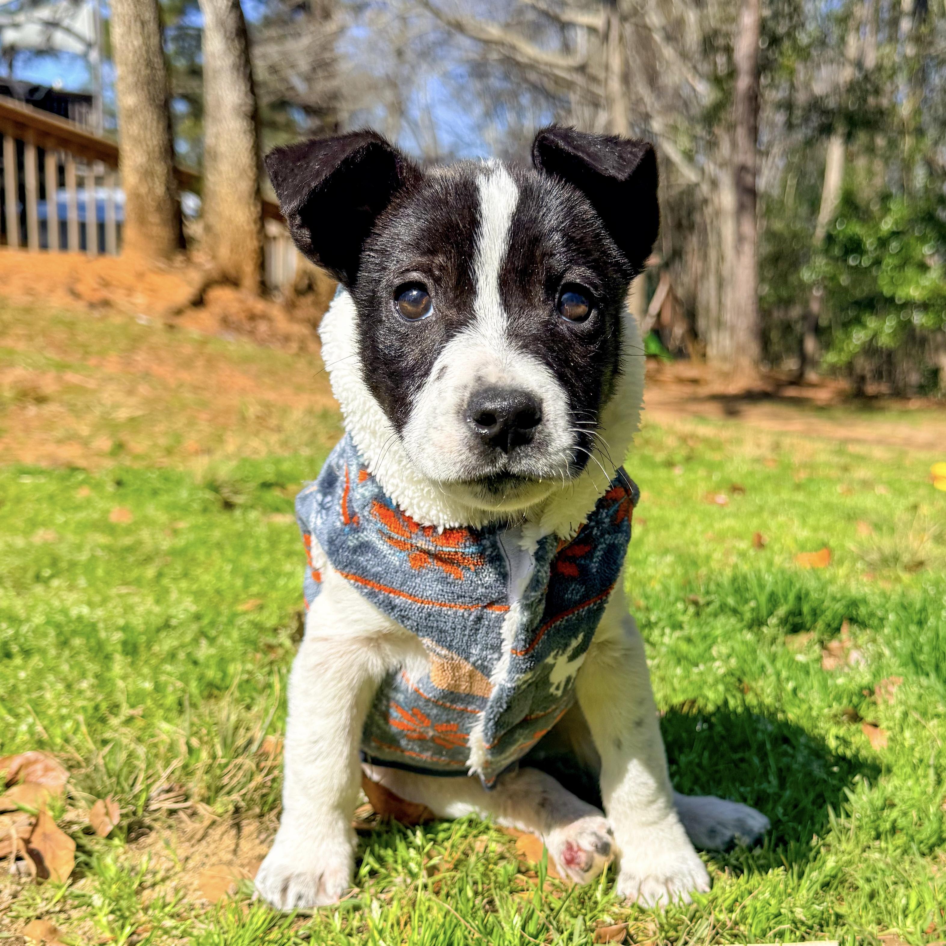 Enlarge Holler, an adopted Mixed Breed in Columbia, SC image 6/6