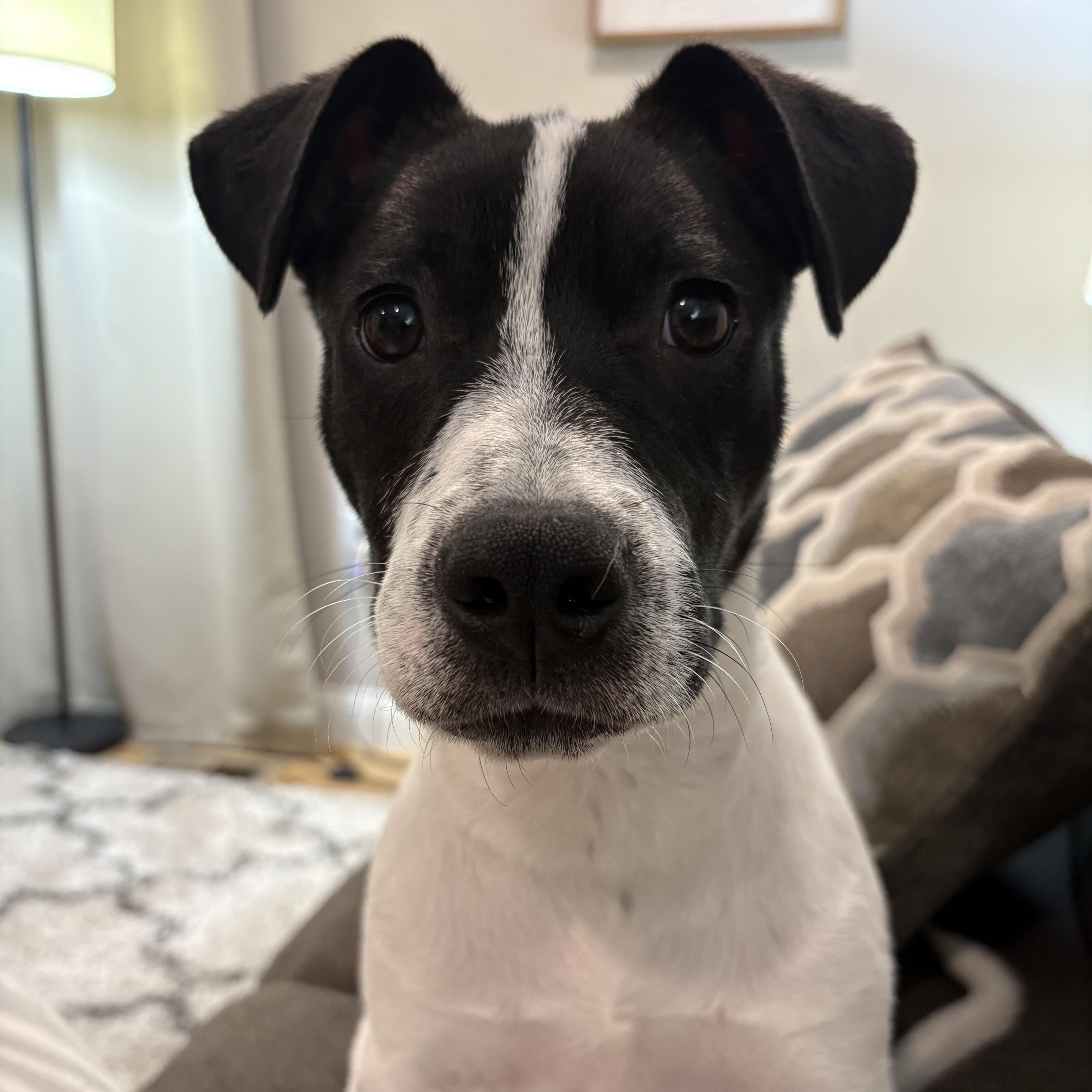 Holler, adopted, Puppy Male Mixed Breed.