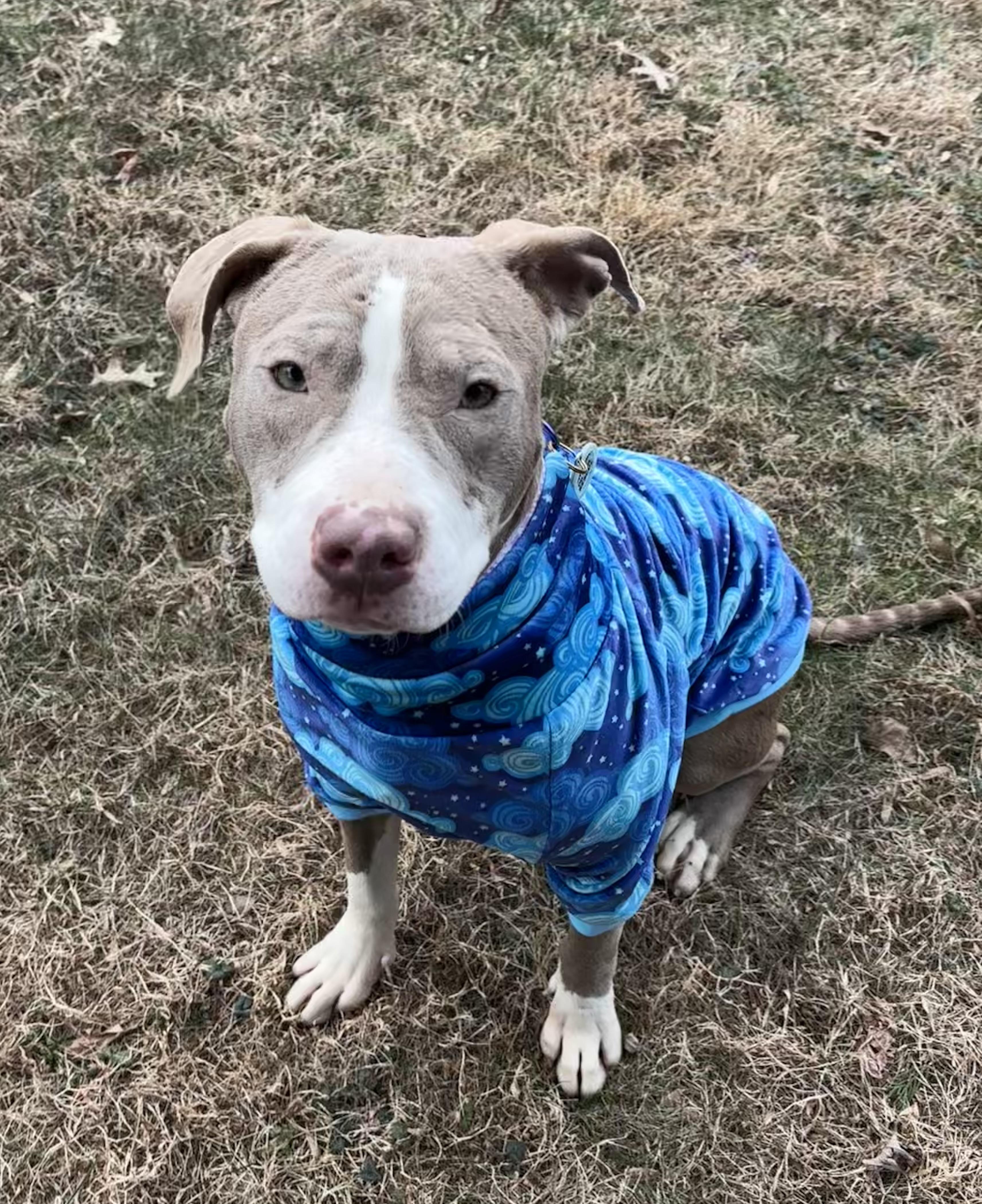 Enlarge Lyra , a ADOPTABLE mixed breed in Annapolis, MD image 5/6