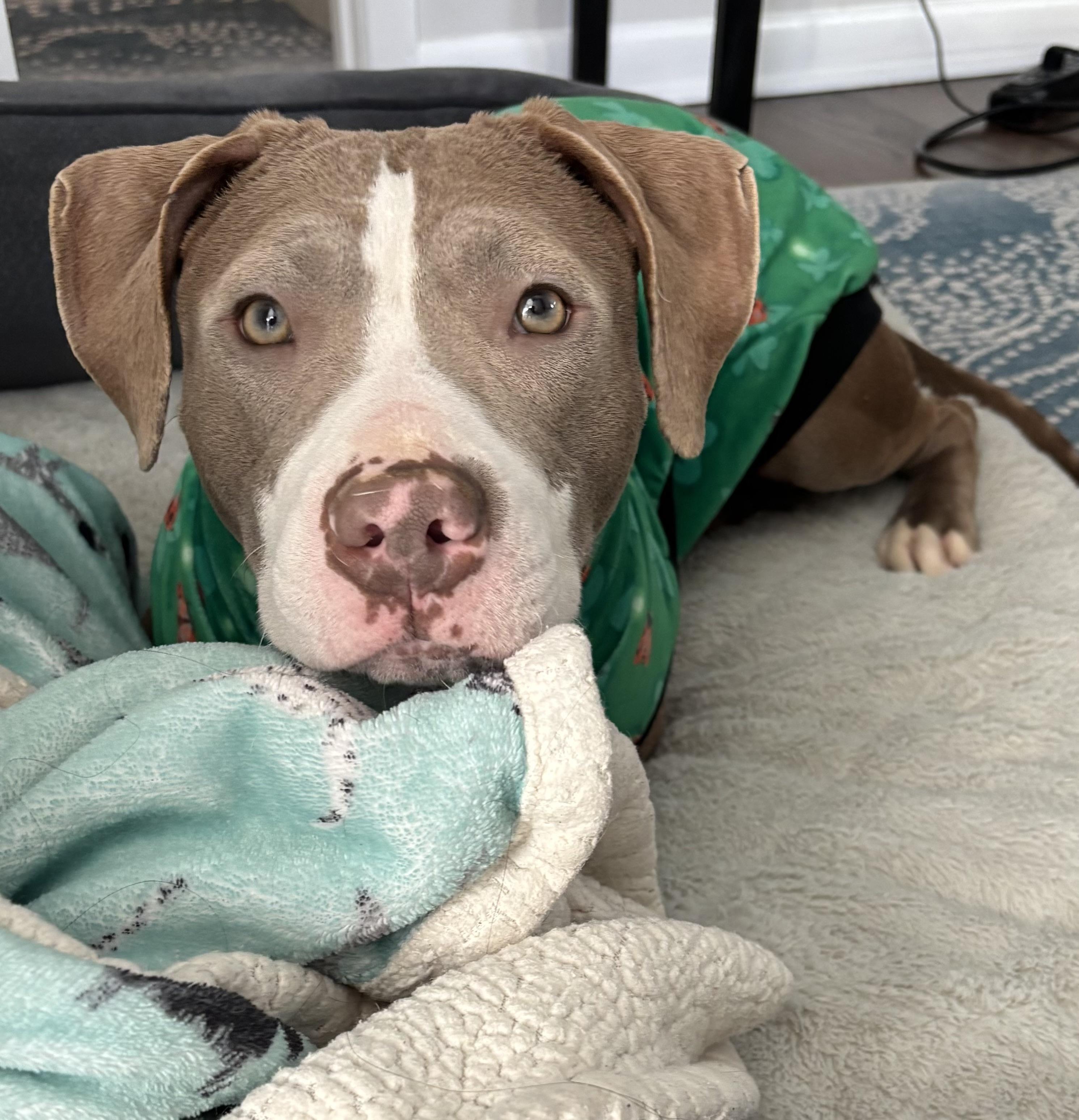 Enlarge Lyra , a ADOPTABLE mixed breed in Annapolis, MD image 2/6