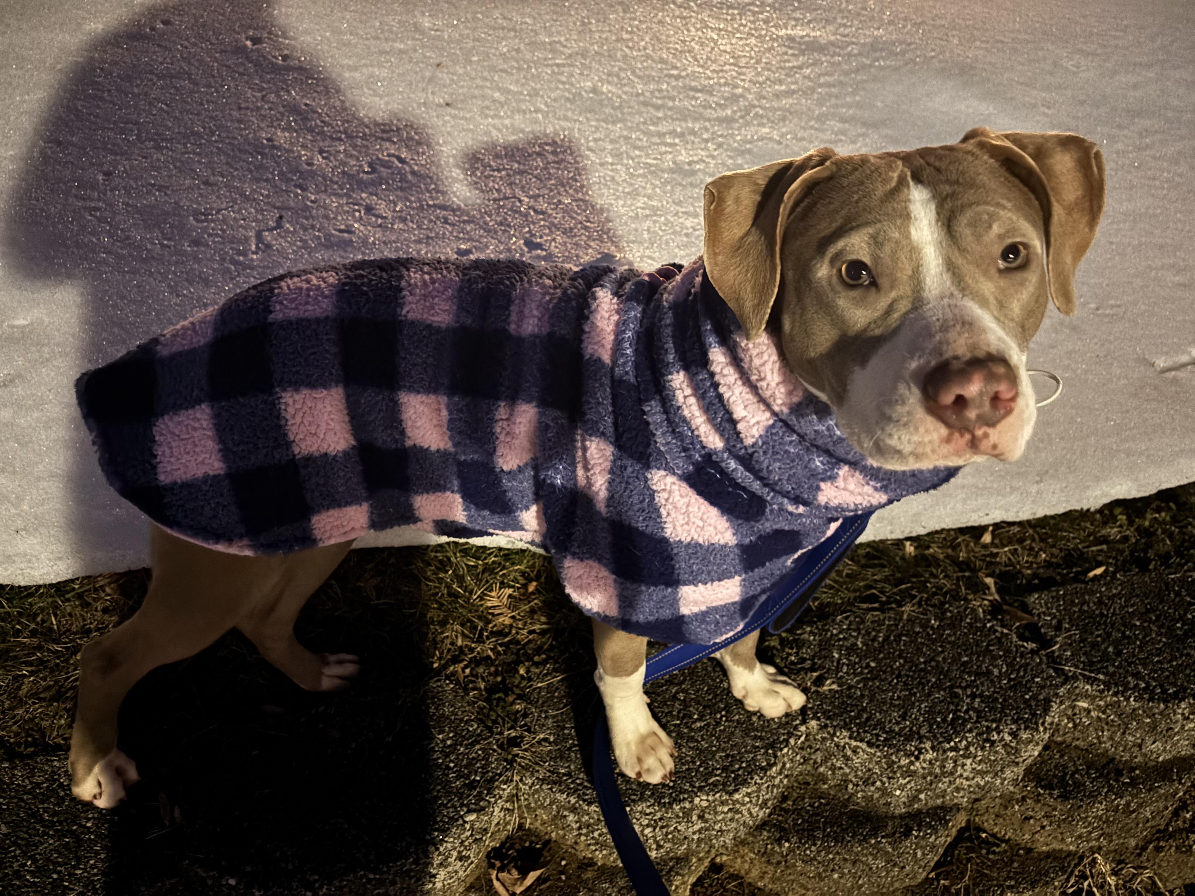 Enlarge Lyra , a ADOPTABLE mixed breed in Annapolis, MD image 4/6