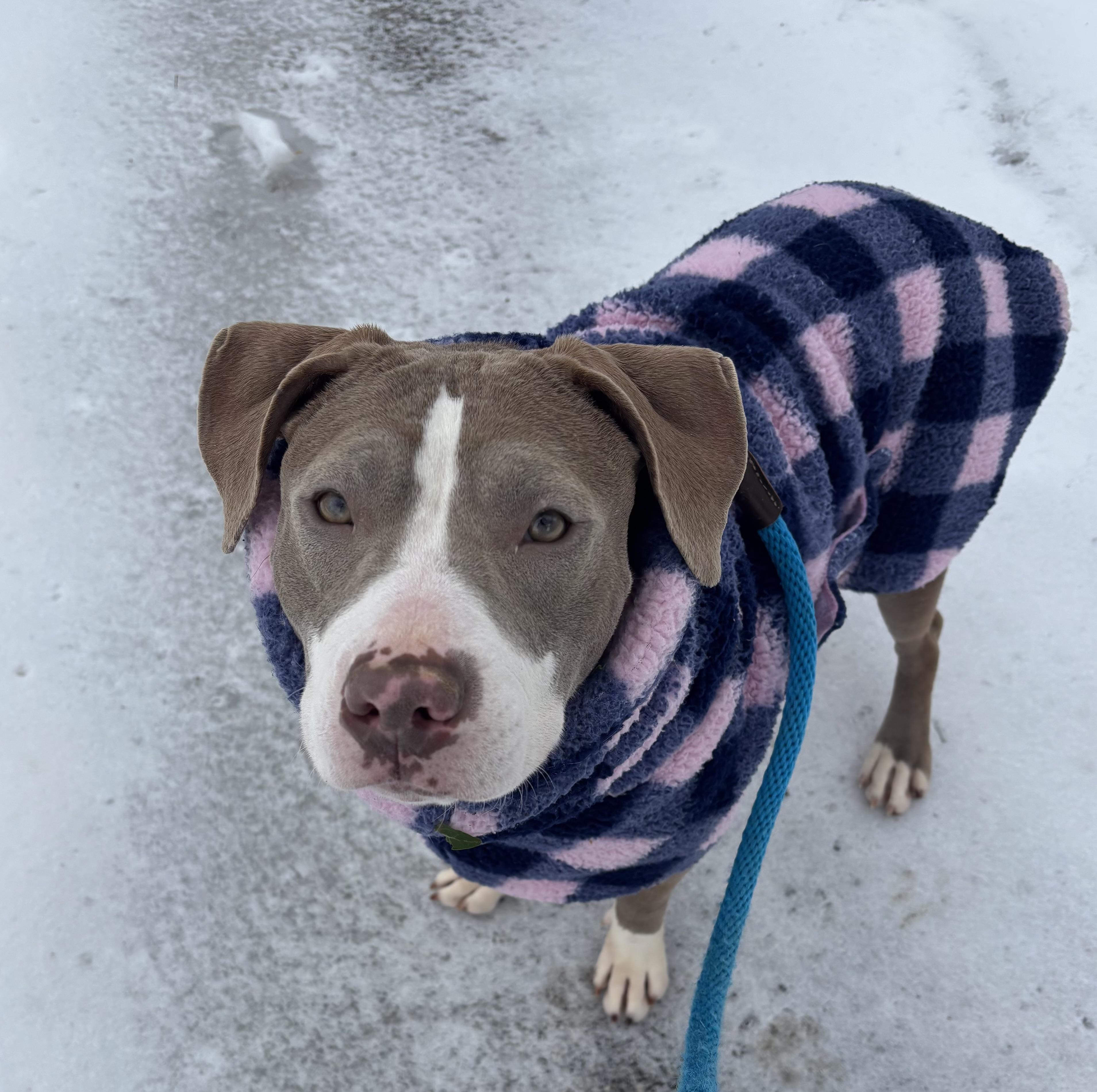 Lyra , ADOPTABLE, Young Female American Bulldog & Mixed Breed.