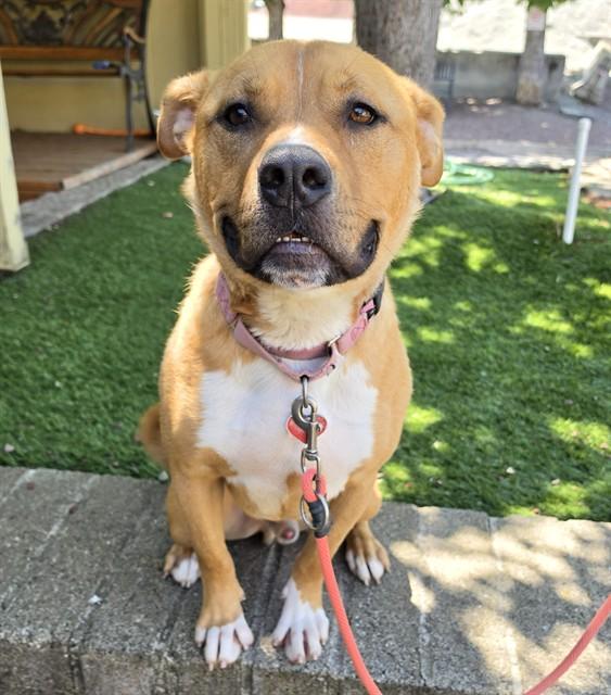 Jiffy, a ADOPTABLE Pit Bull Terrier in Phoenix, OR image 5/6