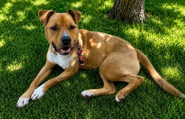 Jiffy, a ADOPTABLE Pit Bull Terrier in Phoenix, OR image 3/4