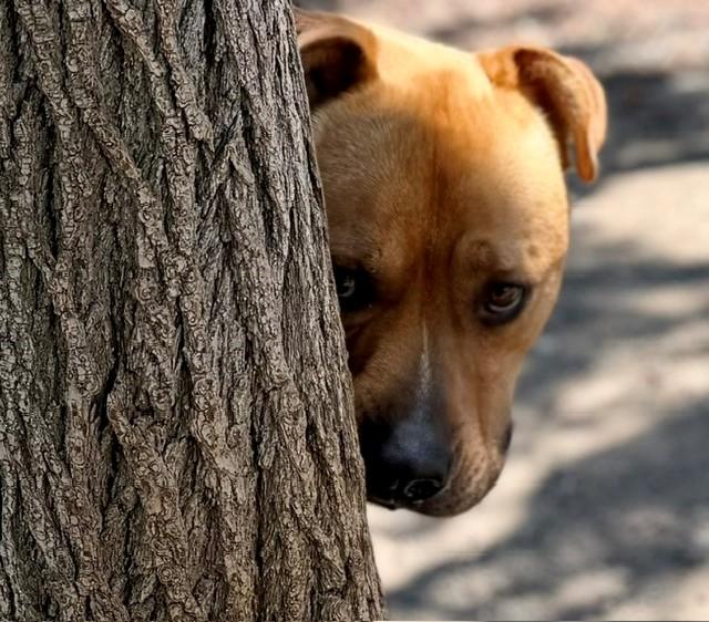 Jiffy, a ADOPTABLE Pit Bull Terrier in Phoenix, OR image 2/4