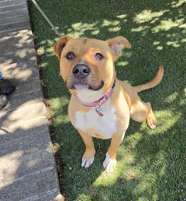 Jiffy, a ADOPTABLE Pit Bull Terrier in Phoenix, OR image 6/6