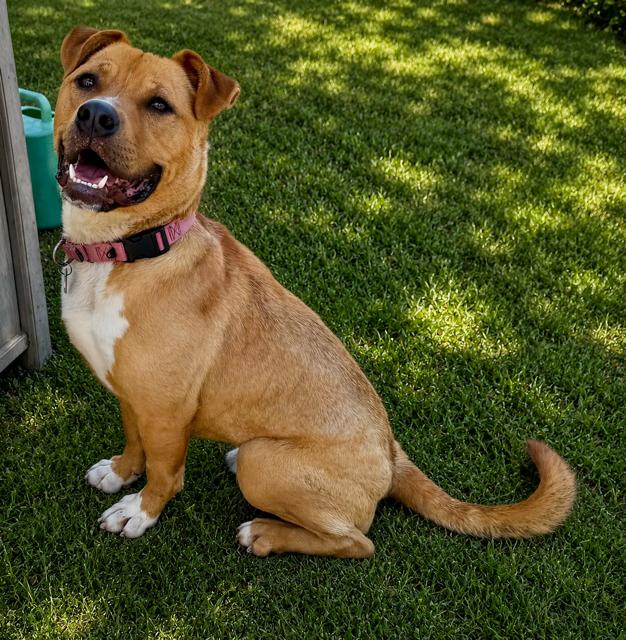 Jiffy, ADOPTABLE, Young Male Pit Bull Terrier.