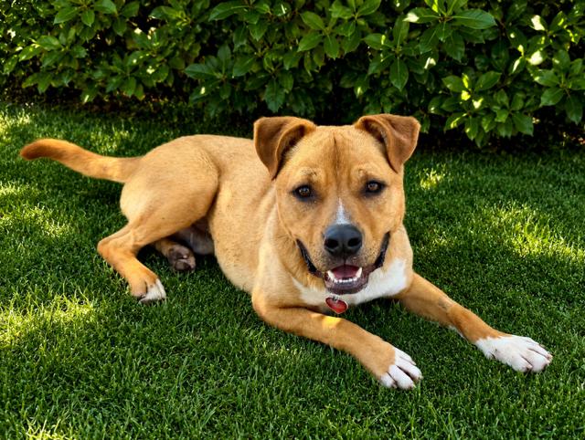 Jiffy, a ADOPTABLE Pit Bull Terrier in Phoenix, OR image 4/4