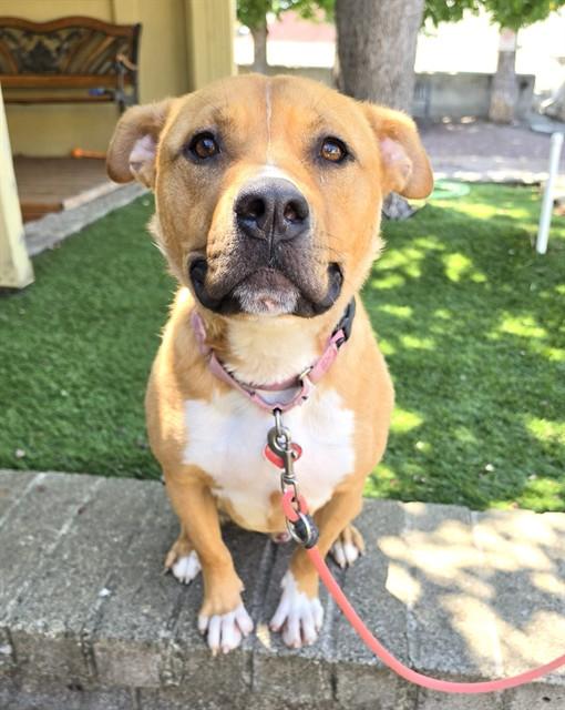 Jiffy, a ADOPTABLE Pit Bull Terrier in Phoenix, OR image 1/6