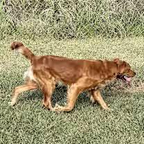 Enlarge Jax, a ADOPTABLE mixed breed in Point Clear, AL image 3/4