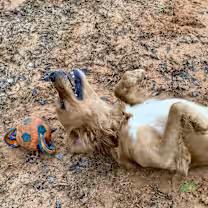 Enlarge Jax, a ADOPTABLE mixed breed in Point Clear, AL image 2/4