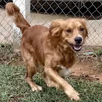 Enlarge Jax, a ADOPTABLE mixed breed in Point Clear, AL image 1/4