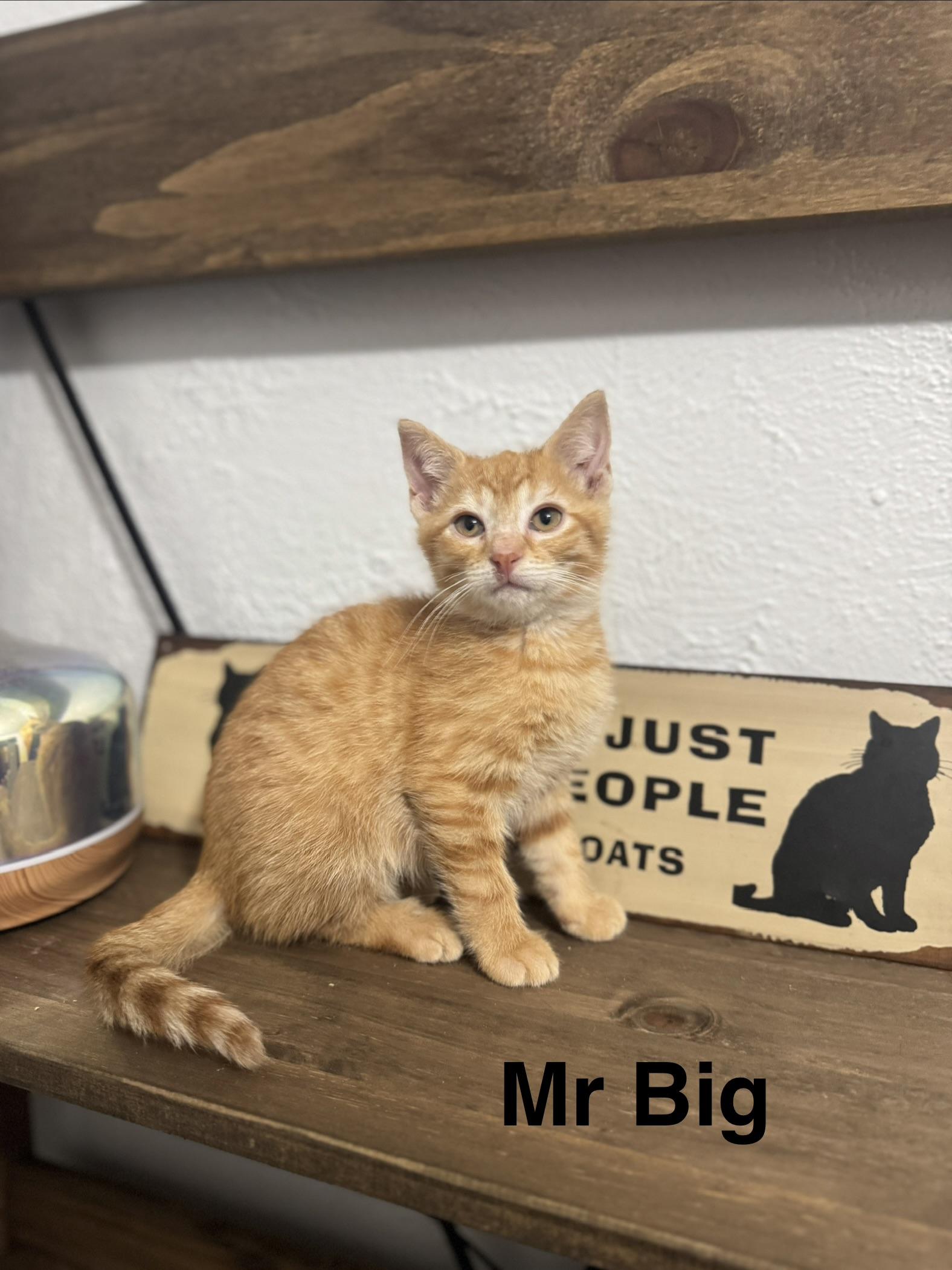 Mr Big