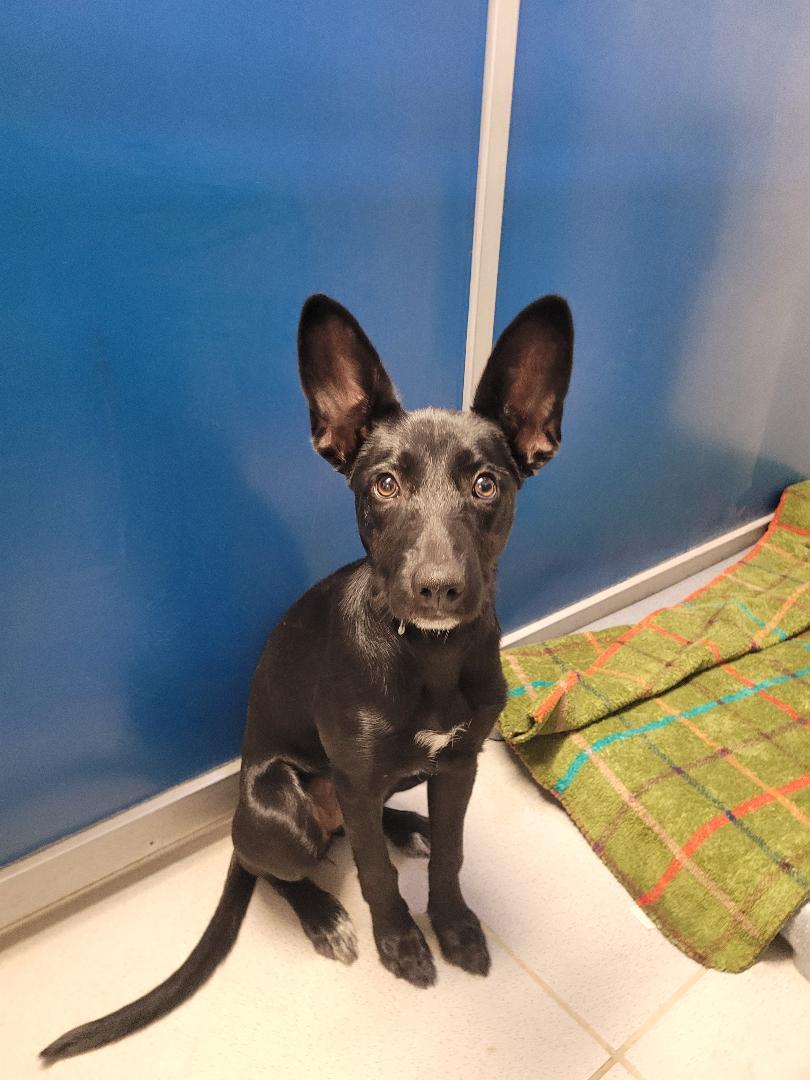 ACO Shepherd/Terrier, an adoptable Shepherd, Terrier in Hays, KS, 67601 | Photo Image 1