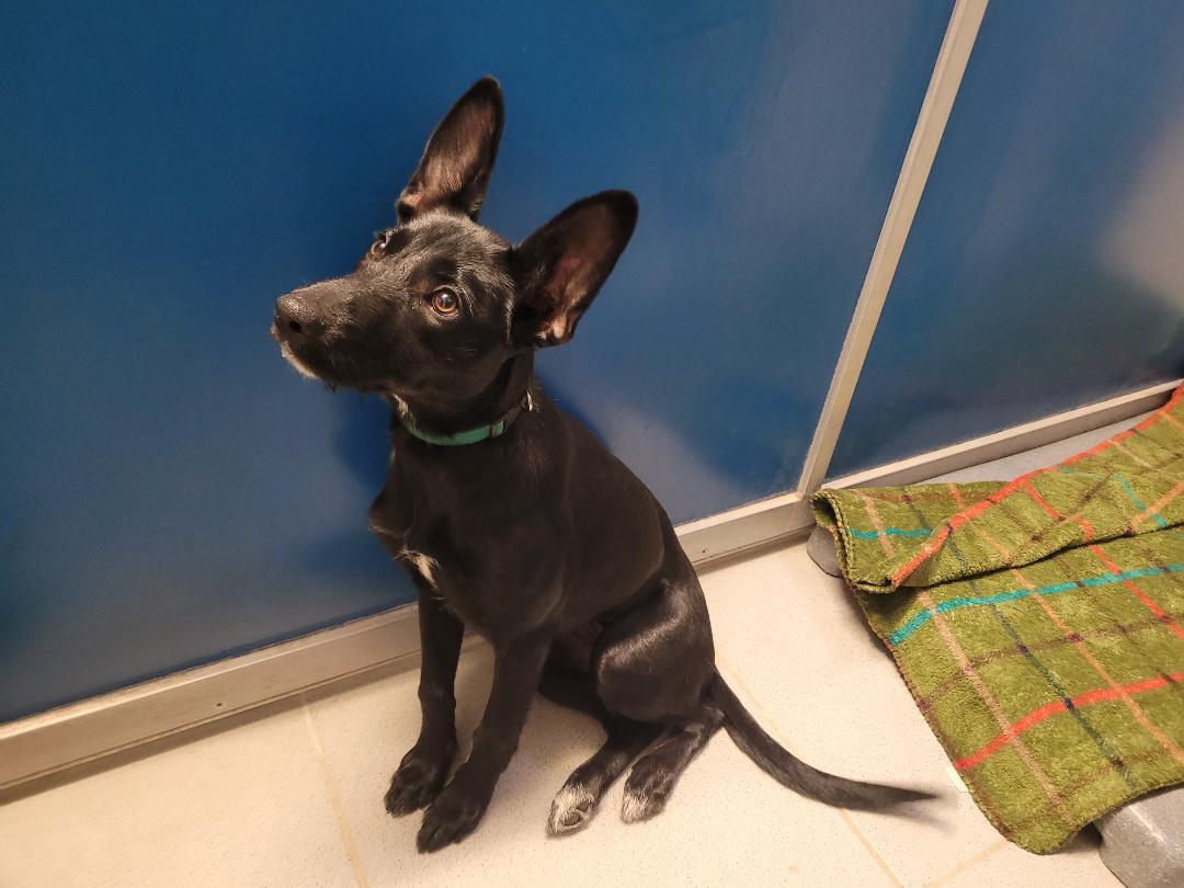 ACO Shepherd/Terrier, an adoptable Shepherd, Terrier in Hays, KS, 67601 | Photo Image 4