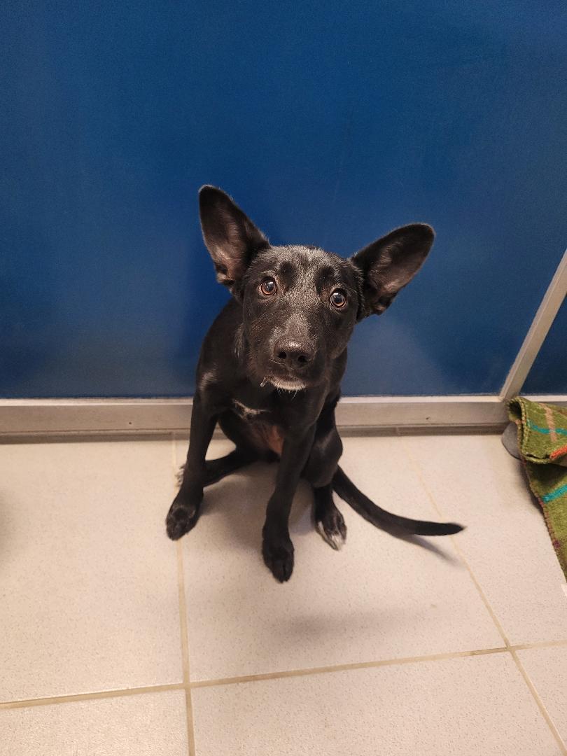 ACO Shepherd/Terrier, an adoptable Shepherd, Terrier in Hays, KS, 67601 | Photo Image 3