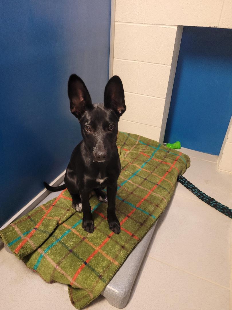 ACO Shepherd/Terrier, an adoptable Shepherd, Terrier in Hays, KS, 67601 | Photo Image 5