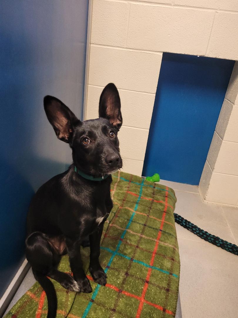 ACO Shepherd/Terrier, an adoptable Shepherd, Terrier in Hays, KS, 67601 | Photo Image 2