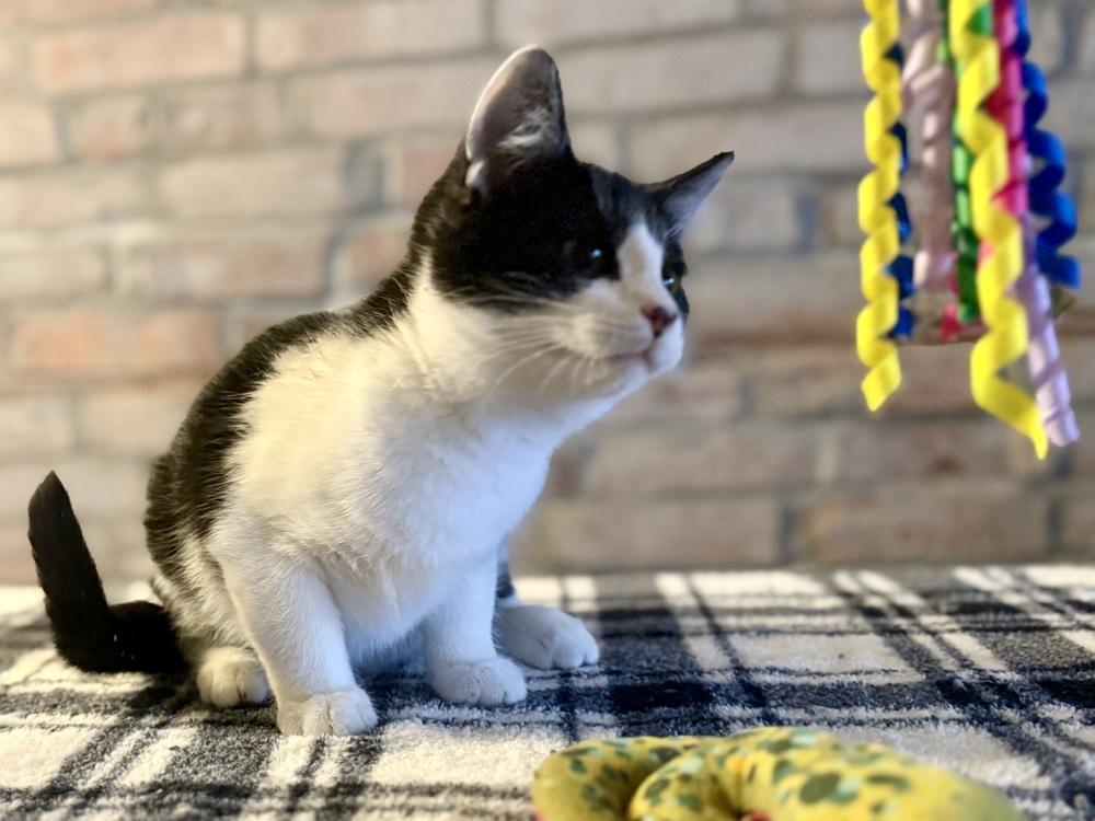 Enlarge York, a Adoptable Domestic Short Hair in Topeka, KS image 1/3