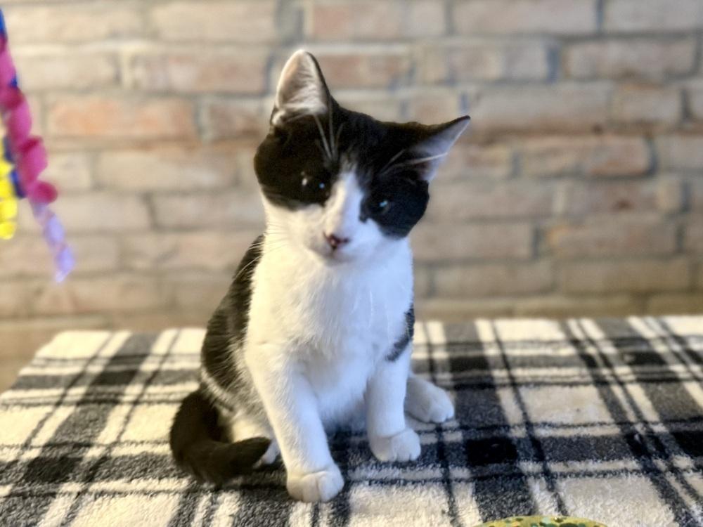 Enlarge York, a Adoptable Domestic Short Hair in Topeka, KS image 2/3