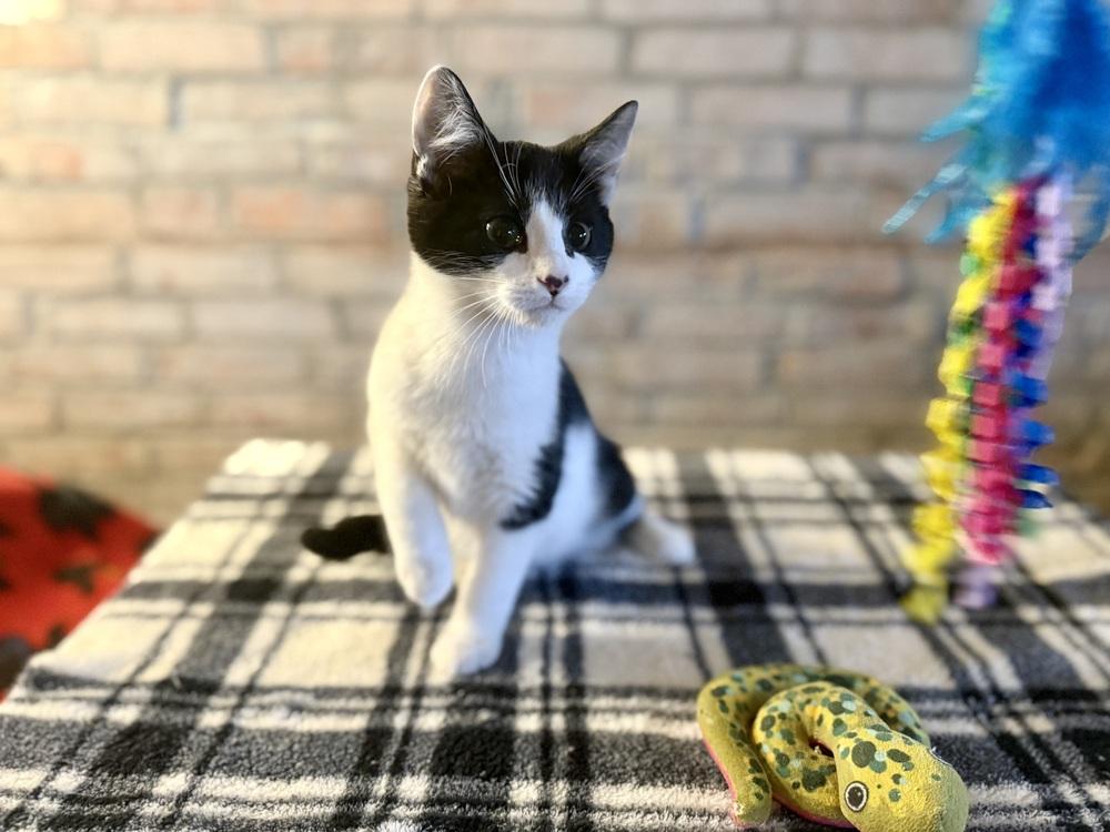 Enlarge York, a Adoptable Domestic Short Hair in Topeka, KS image 3/3