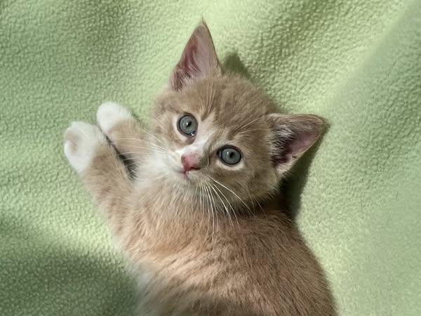 Joel, Baby Male Domestic Short Hair