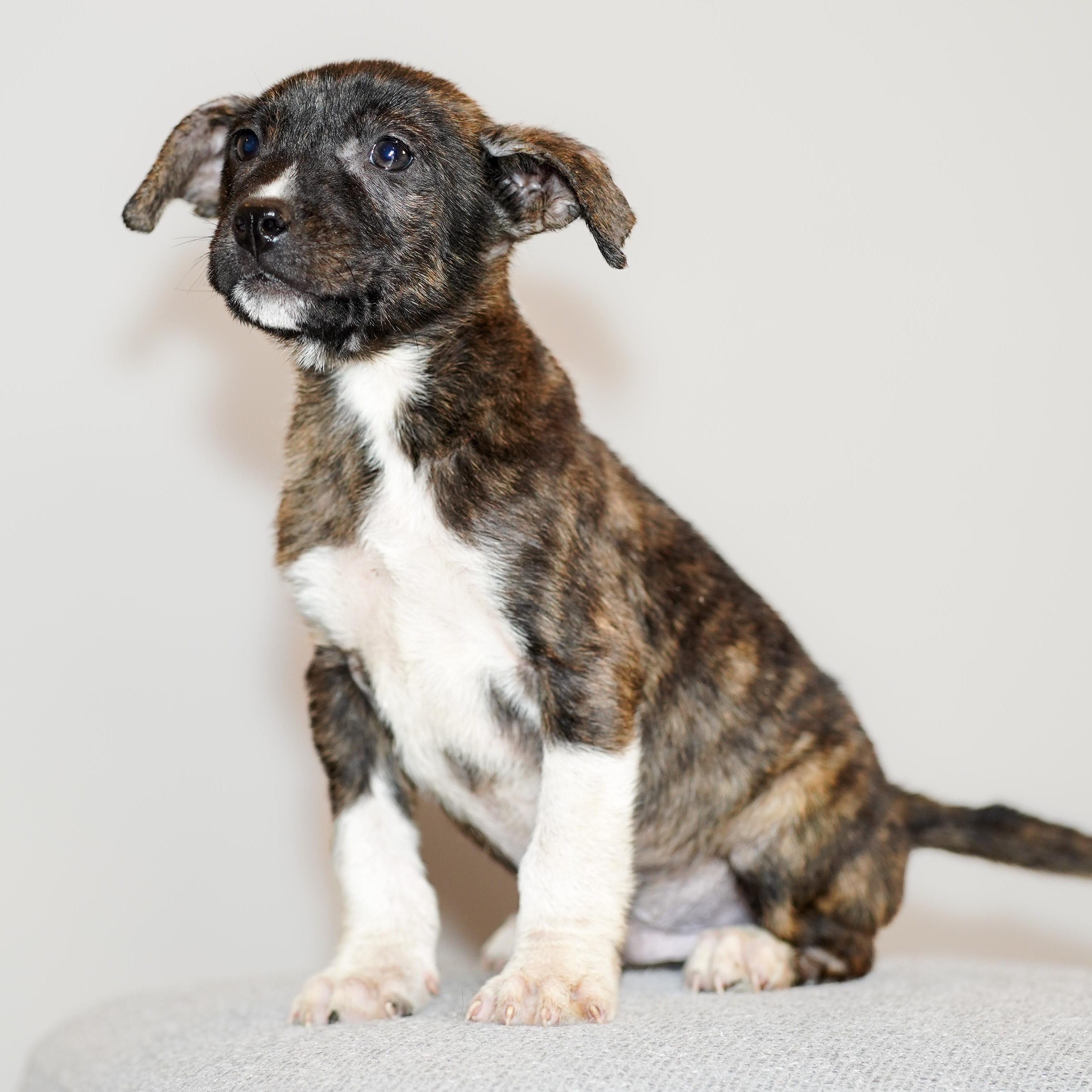 Java, a Adoptable mixed breed in Harrisburg, PA image 2/6