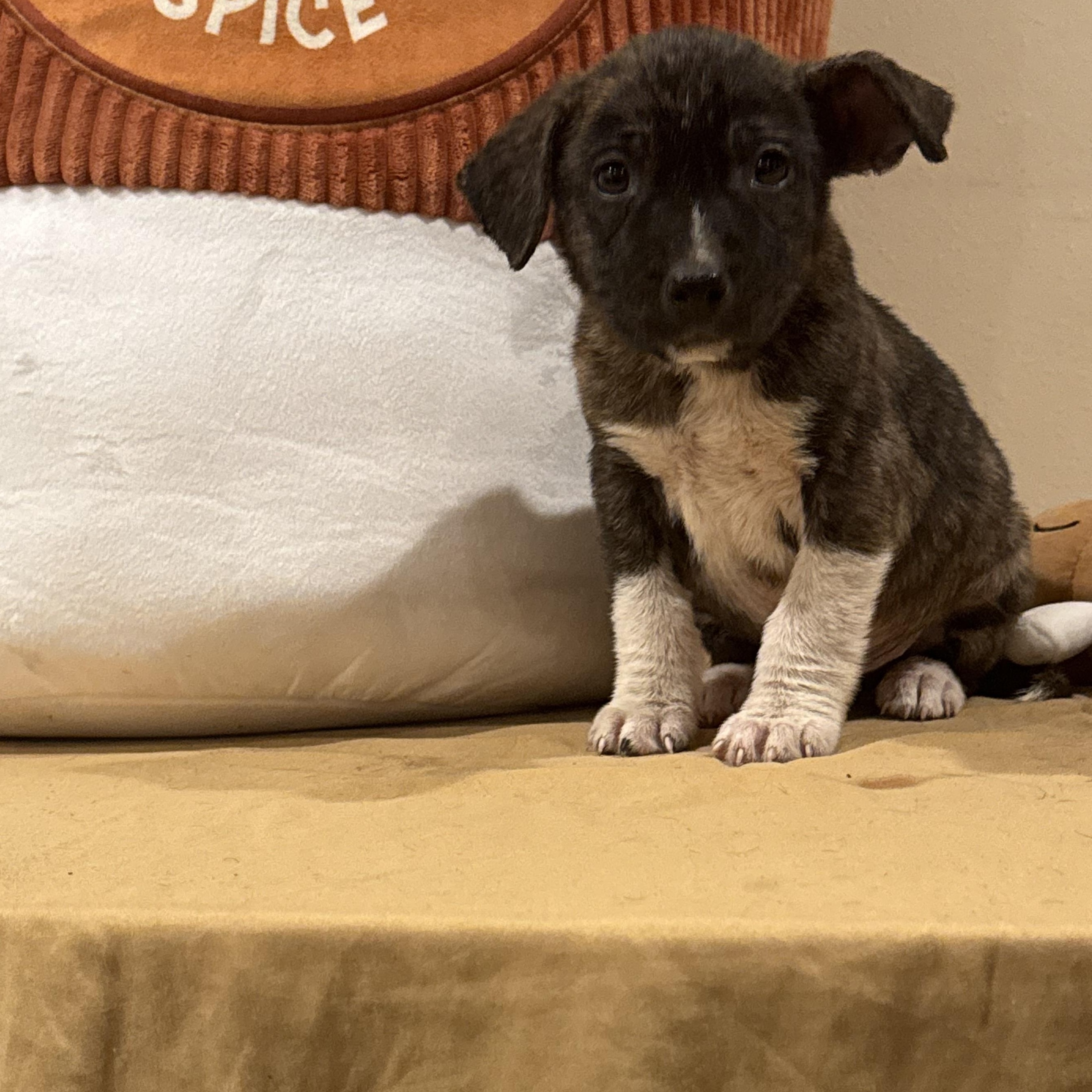 Java, a Adoptable mixed breed in Harrisburg, PA image 6/6