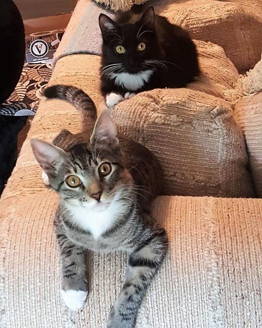 Enlarge Daisy, a Adopted Domestic Medium Hair in Arlington, TX image 1/6