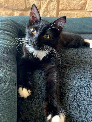 Enlarge Daisy, a Adopted Domestic Medium Hair in Arlington, TX image 2/6