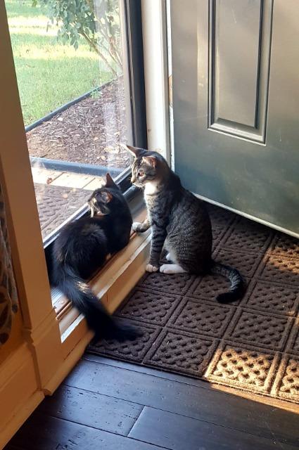 Enlarge Daisy, a Adopted Domestic Medium Hair in Arlington, TX image 3/6