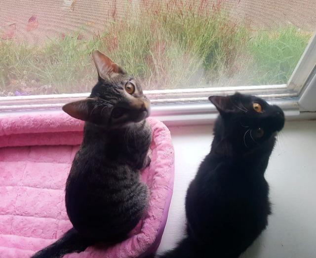 Enlarge Daisy, a Adopted Domestic Medium Hair in Arlington, TX image 4/6