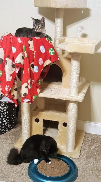 Enlarge Daisy, a Adopted Domestic Medium Hair in Arlington, TX image 5/6