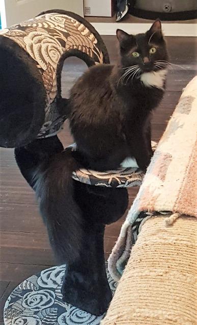 Enlarge Daisy, a Adopted Domestic Medium Hair in Arlington, TX image 6/6