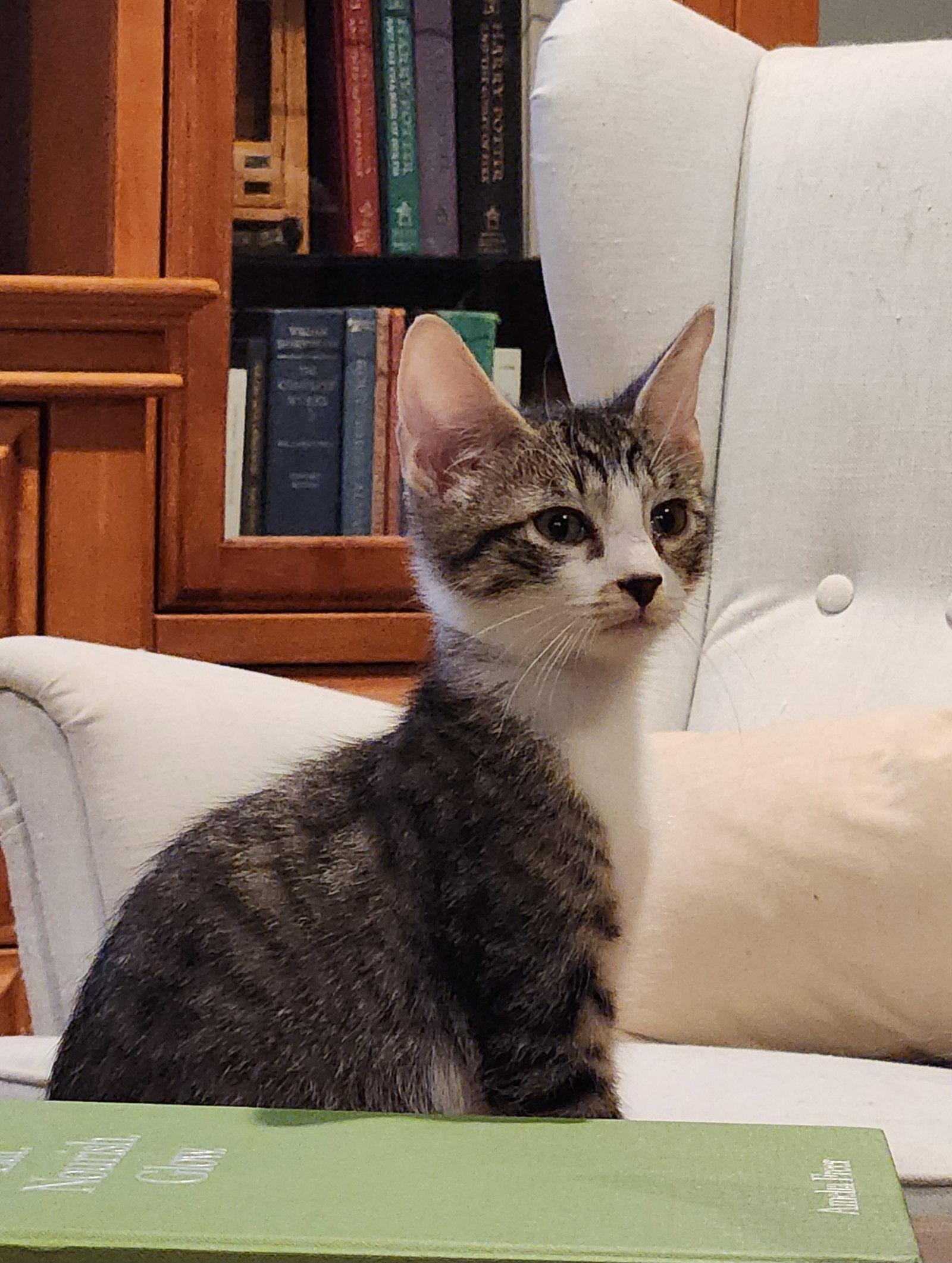 Bailey, Adoptable, Kitten Male Domestic Short Hair.