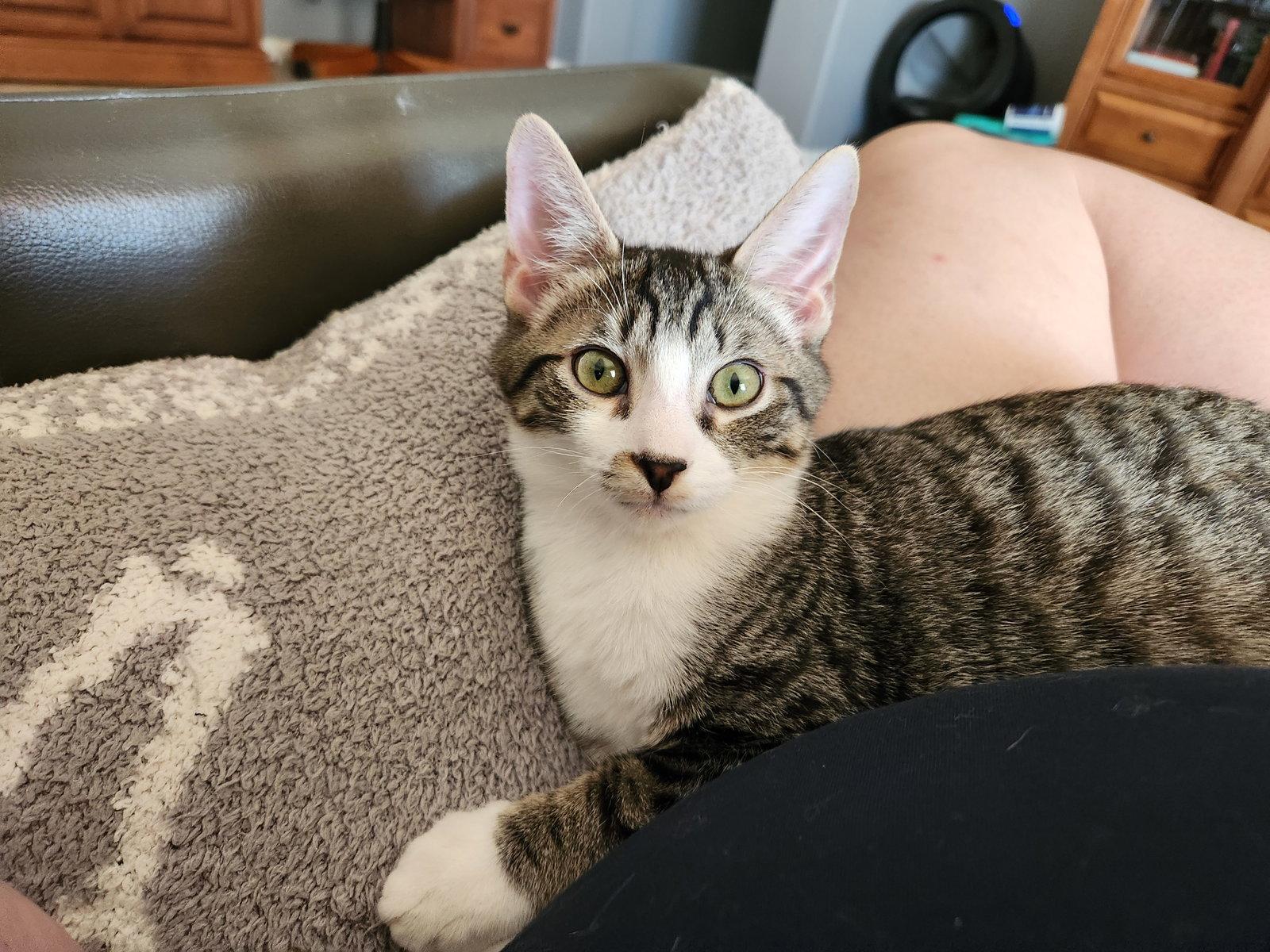 Bailey, a Adoptable Domestic Short Hair in Glendale, AZ image 2/3