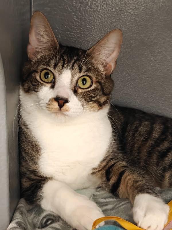 Enlarge Bailey, a Adoptable Domestic Short Hair in Glendale, AZ image 2/3