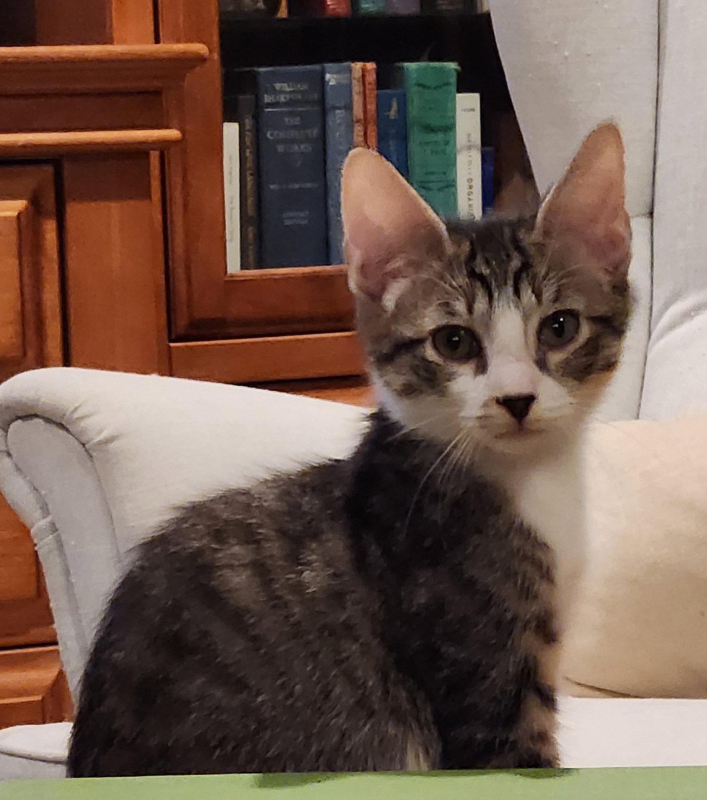 Bailey, a Adoptable Domestic Short Hair in Glendale, AZ image 3/3
