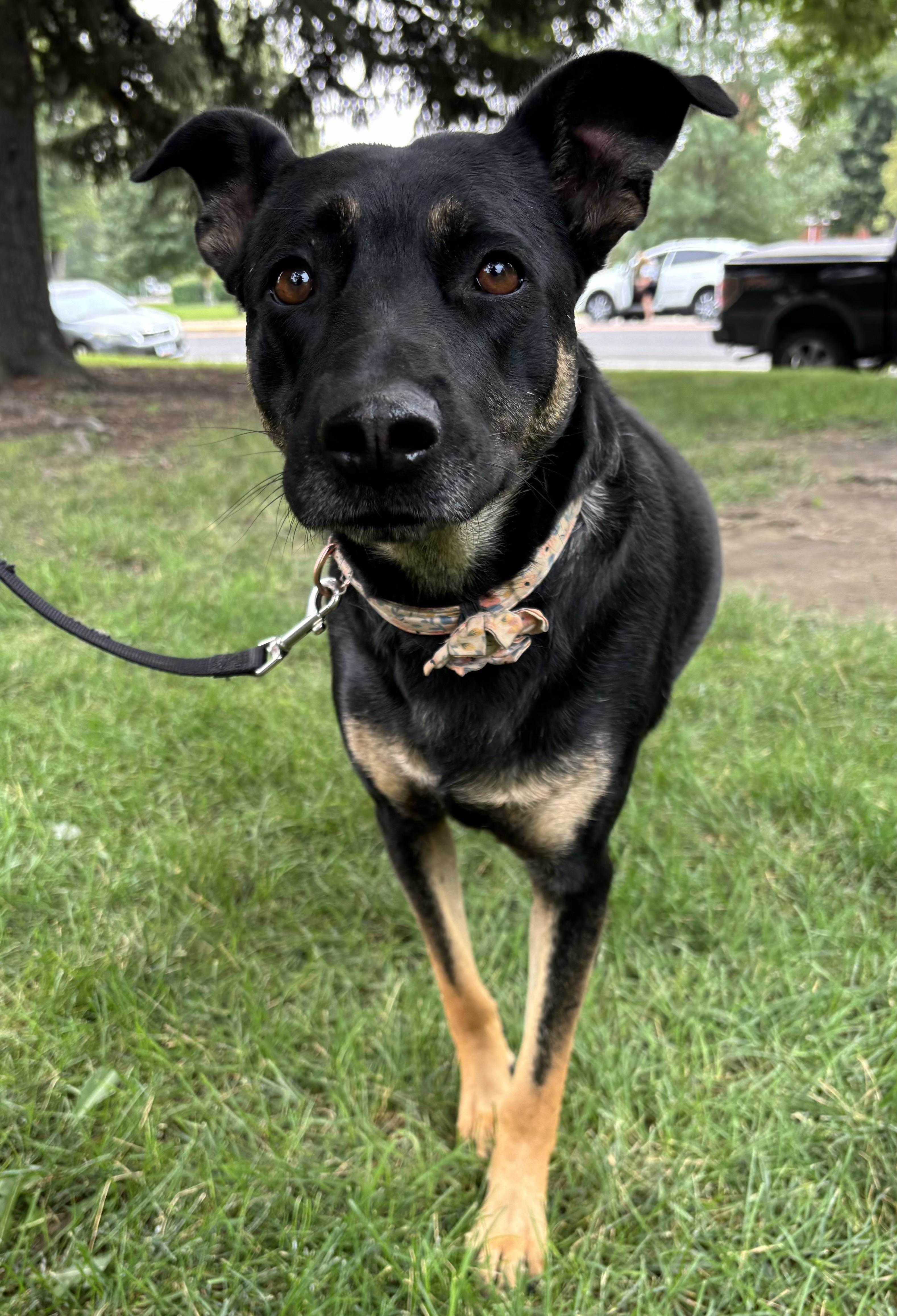 Enlarge Busby, a Adoptable mixed breed in Hardin, MT image 2/3