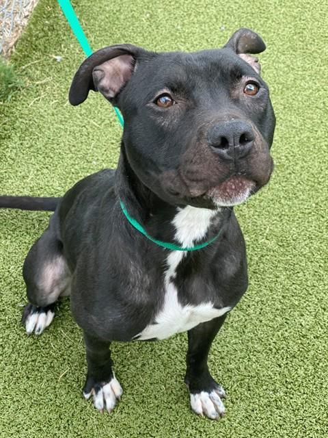 ALEXIS, Adoptable, Adult Female Pit Bull Terrier.